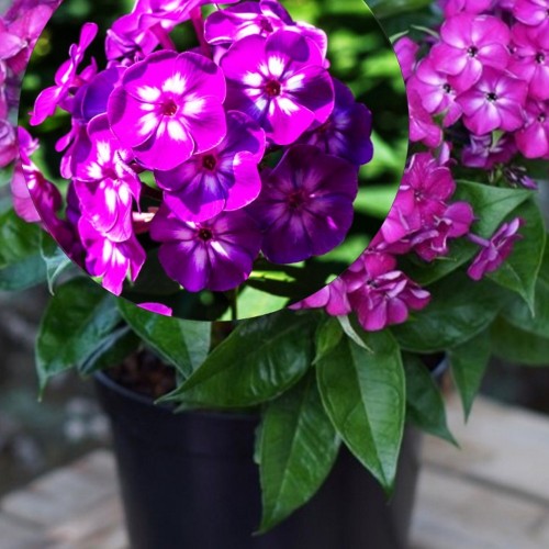 Phlox paniculata 'Adessa® Compact Purple' - Aed-leeklill 'Adessa® Compact Purple'